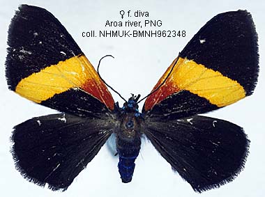 Papua Insects Foundation (Lepidoptera/Geometridae(Ennominae)/Milionia diva)